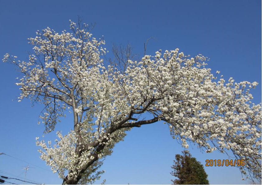 yamazakura yamazakura