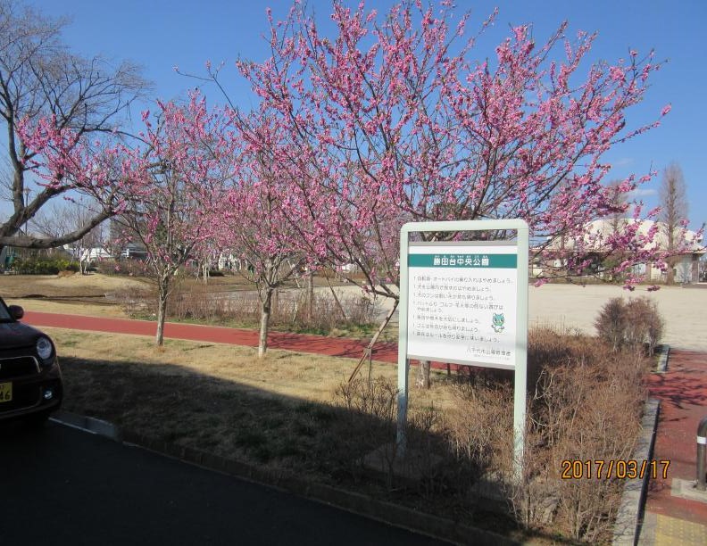 ハナモモ ハナモモ