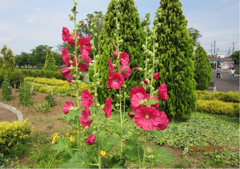 tachiaoi1.jpg tachiaoi1.jpg