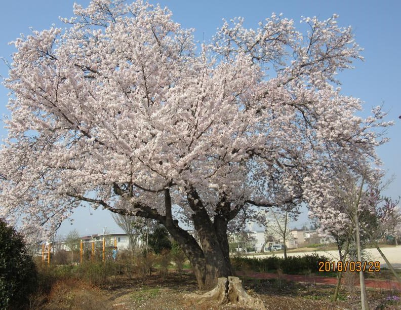 takkyu-1.jpg takkyu-1.jpg